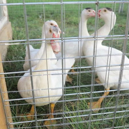 Ferienwohnung Kuehnel Pfaffendorf Exteriör bild