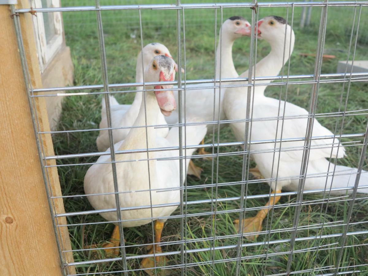 Ferienwohnung Kuehnel Pfaffendorf Exteriör bild